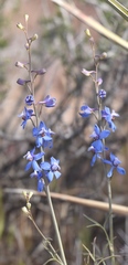 Delphinium parishii parishii