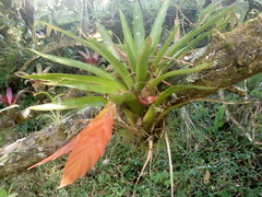 Tillandsia multicaulis