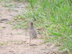 Turnix sylvaticus