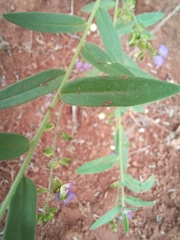 Polygala sphenoptera