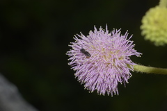 Hylaeus