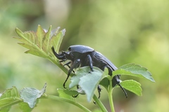 Hypselogenia geotrupina geotrupina