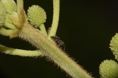Pseudomyrmex