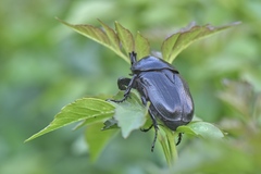 Hypselogenia geotrupina geotrupina