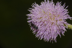 Hylaeus