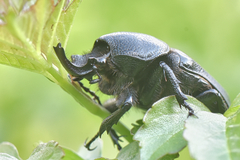 Hypselogenia geotrupina geotrupina