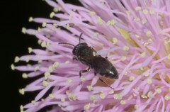 Hylaeus
