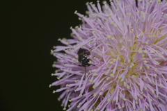 Hylaeus