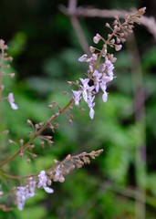 Plectranthus grallatus