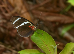 Heliconius antiochus