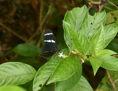 Heliconius antiochus