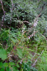 Plectranthus grallatus