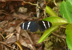 Heliconius antiochus