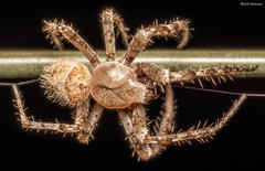 Pararaneus cyrtoscapus
