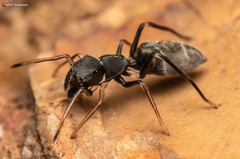 Myrmarachne marshalli