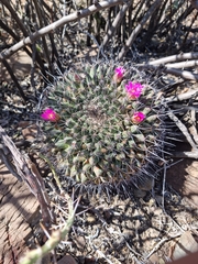 Mammillaria melanocentra melanocentra