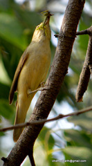 Passeriformes