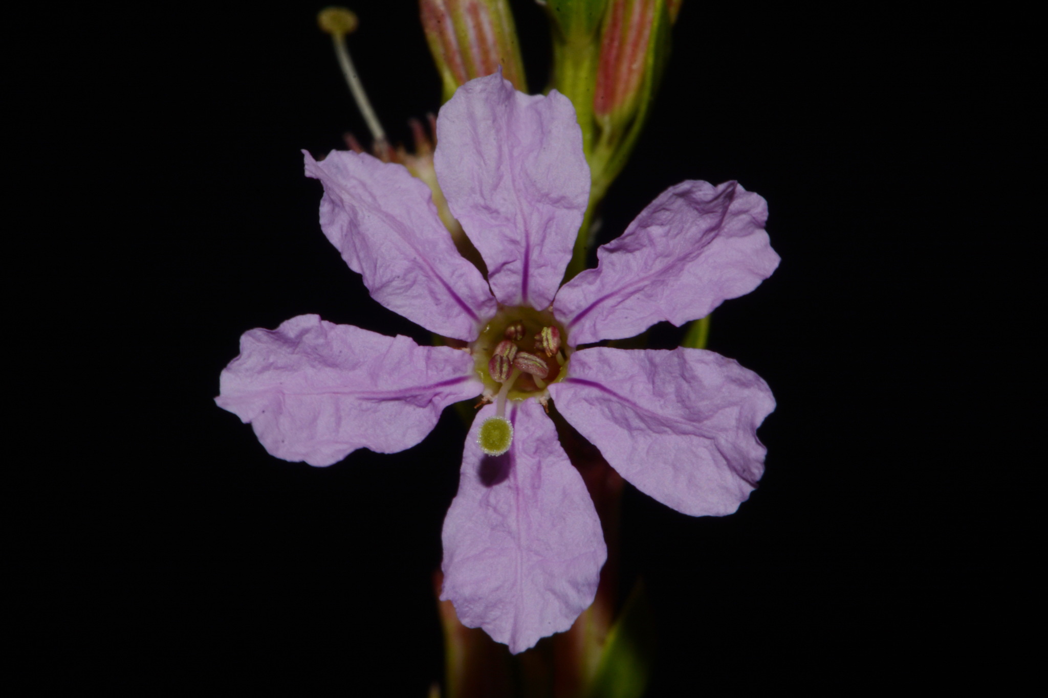 Lythraceae