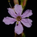Árboles de Júpiter Y Parientes - Photo (c) Brian Finzel, algunos derechos reservados (CC BY-SA), subido por Brian Finzel