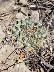 Mammillaria melanocentra melanocentra