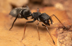 Myrmarachne marshalli