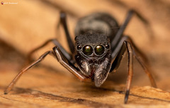 Myrmarachne marshalli