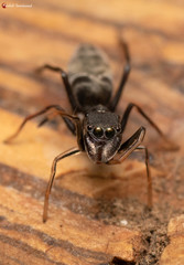 Myrmarachne marshalli