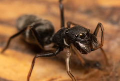 Myrmarachne marshalli