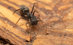 Myrmarachne marshalli