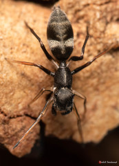 Myrmarachne marshalli