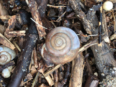 Webbhelix multilineata