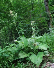 Cirsium carniolicum