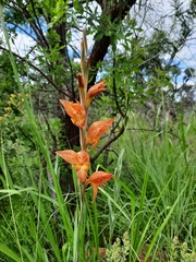 Gladiolus dalenii