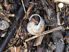 Webbhelix multilineata