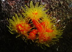 Dendrophyllia arbuscula