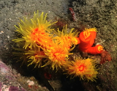 Dendrophyllia arbuscula