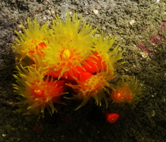 Dendrophyllia arbuscula