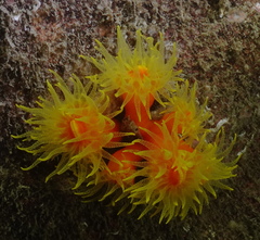 Dendrophyllia arbuscula