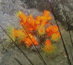 Dendrophyllia arbuscula