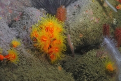 Dendrophyllia arbuscula