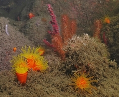 Dendrophyllia arbuscula