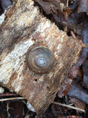 Webbhelix multilineata