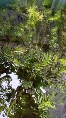 Ceratophyllum demersum