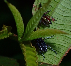 Physopterus pardalis
