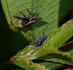 Physopterus pardalis