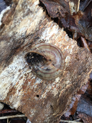 Webbhelix multilineata