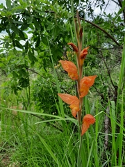 Gladiolus dalenii