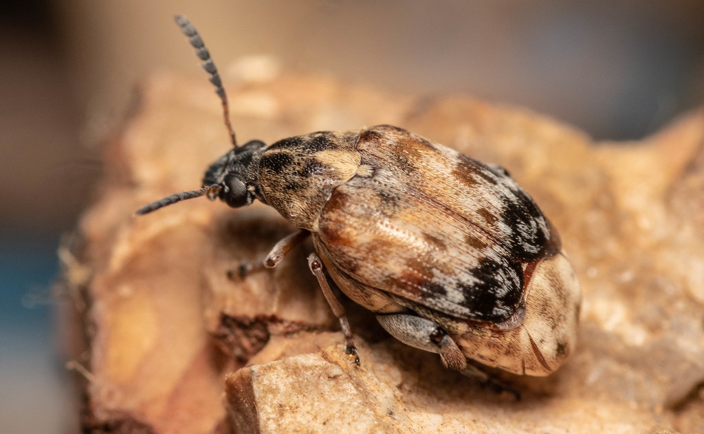 Megabruchidius tonkineus