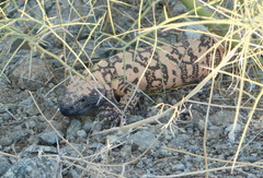 Heloderma suspectum cinctum