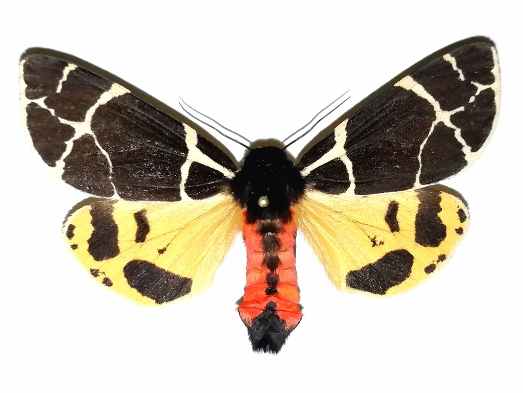 Arctia flavia